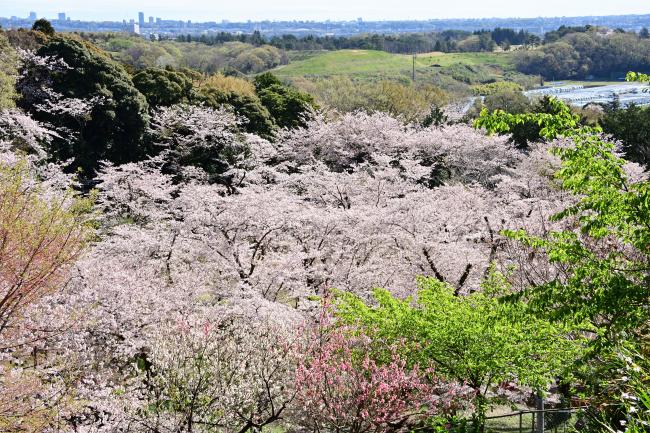 飯山白山森林公園